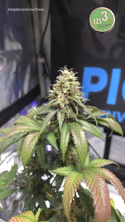 Grandpa Zombie 🧟‍♂️. Week 13