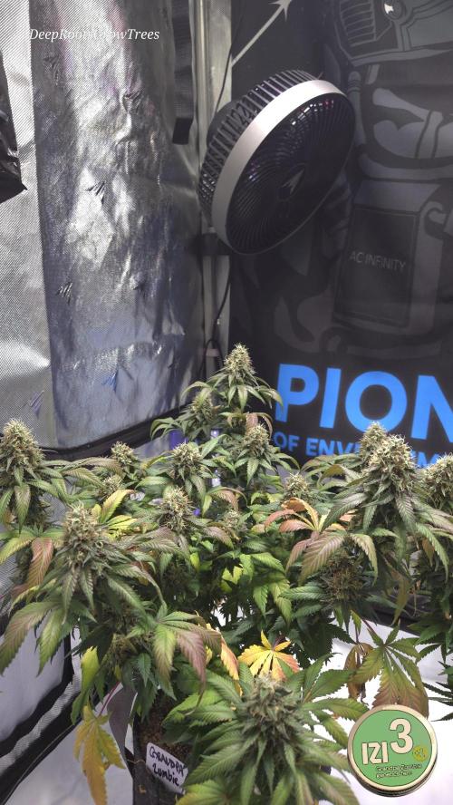 Grandpa Zombie 🧟‍♂️. Week 13