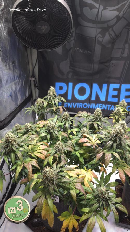Grandpa Zombie 🧟‍♂️. Week 13