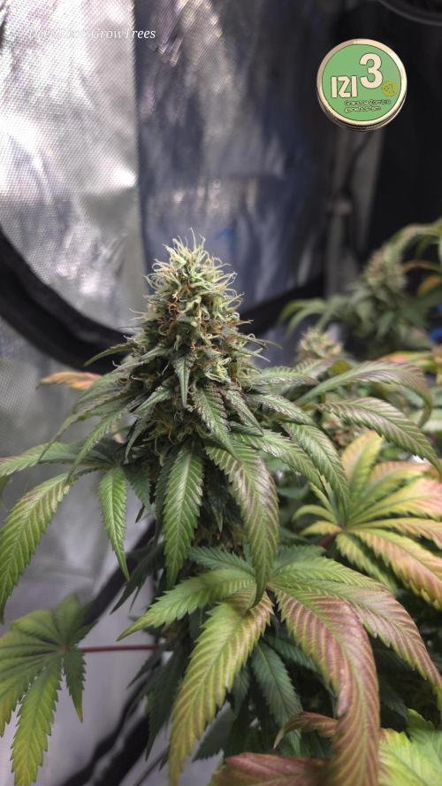 Grandpa Zombie 🧟‍♂️. Week 13