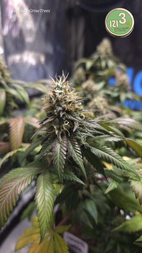 Grandpa Zombie 🧟‍♂️. Week 13