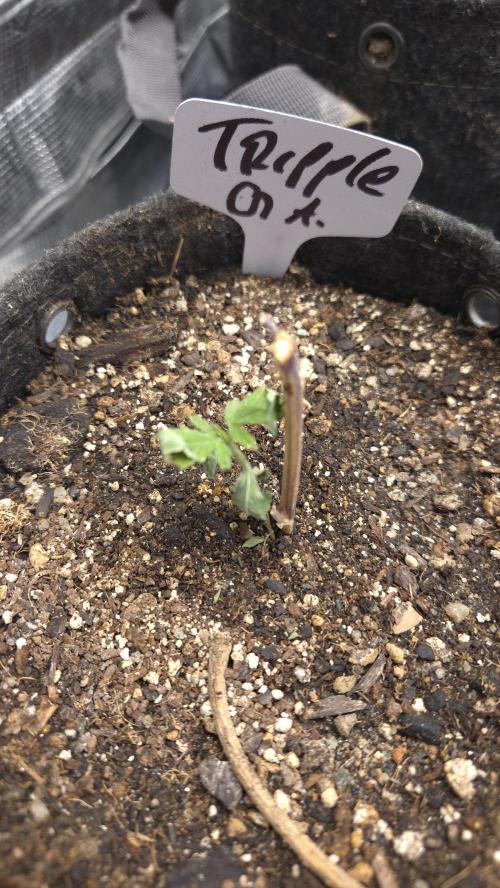TRIPLE G AUTO. Week 1