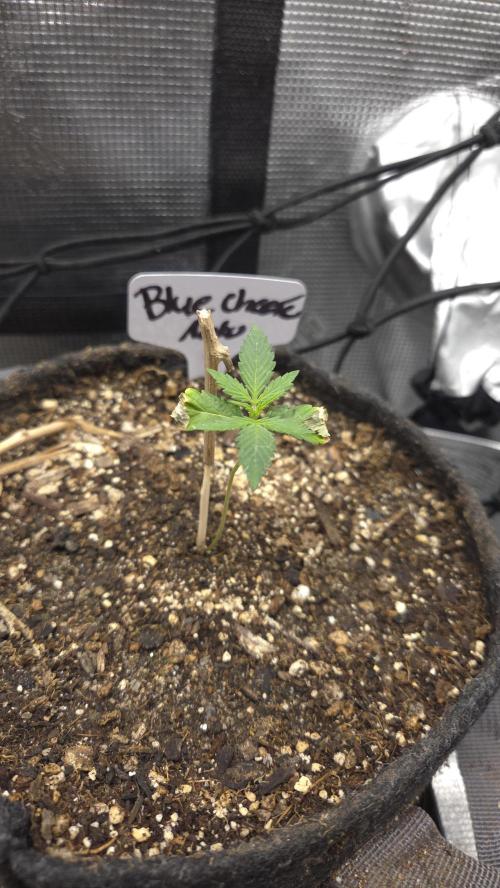 BLUE CHEESE 🧀 AUTO. Week 1
