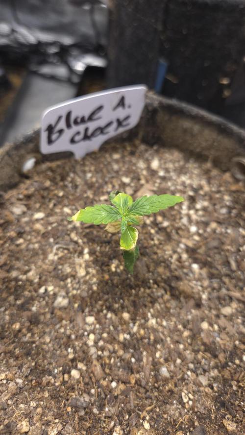 BLUE CHEESE 🧀 AUTO. Week 1