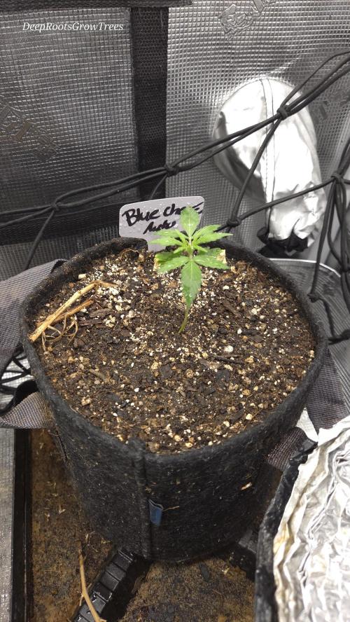 BLUE CHEESE 🧀 AUTO. Week 1