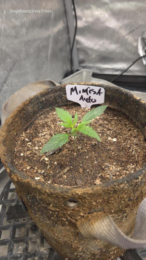 MIMOSA  AUTO. Week 1