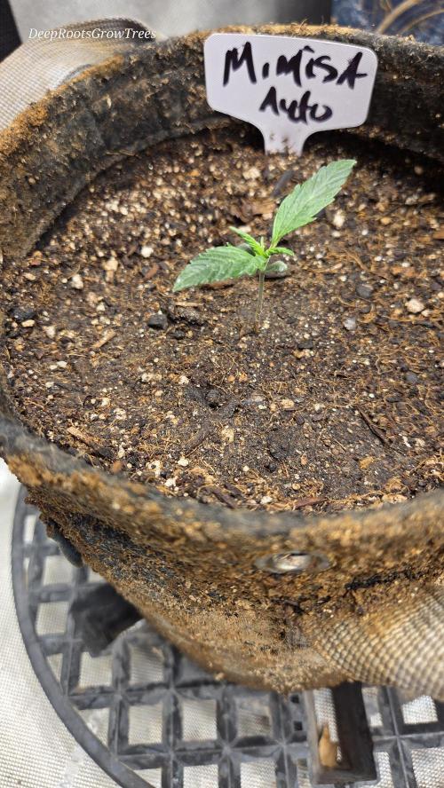 MIMOSA  AUTO. Week 1