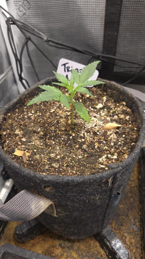 TRIPLE G AUTO. Week 2