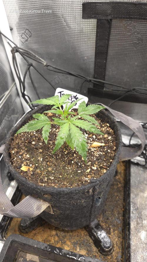 TRIPLE G AUTO. Week 2