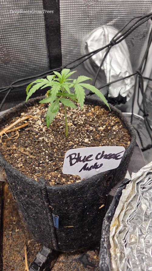 BLUE CHEESE 🧀 AUTO. Week 2