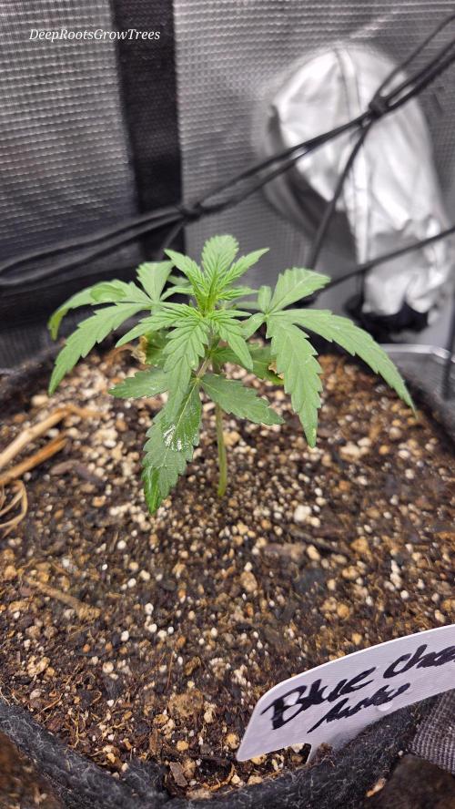 BLUE CHEESE 🧀 AUTO. Week 2