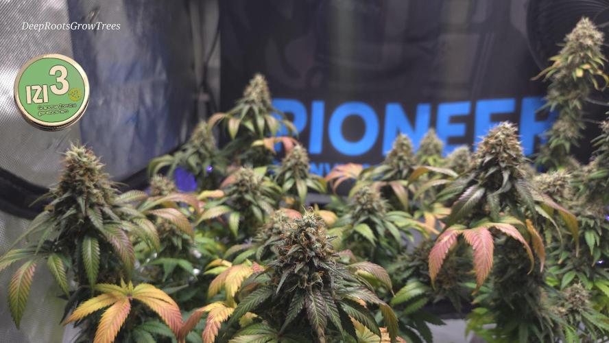 Grandpa Zombie 🧟‍♂️. Week 14