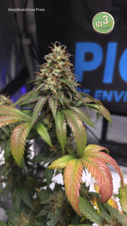 Grandpa Zombie 🧟‍♂️. Week 14