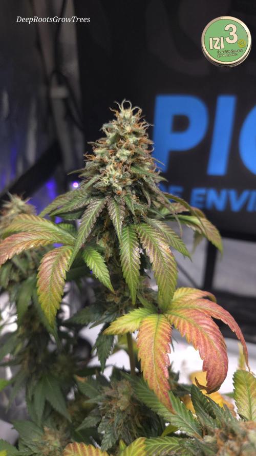Grandpa Zombie 🧟‍♂️. Week 14