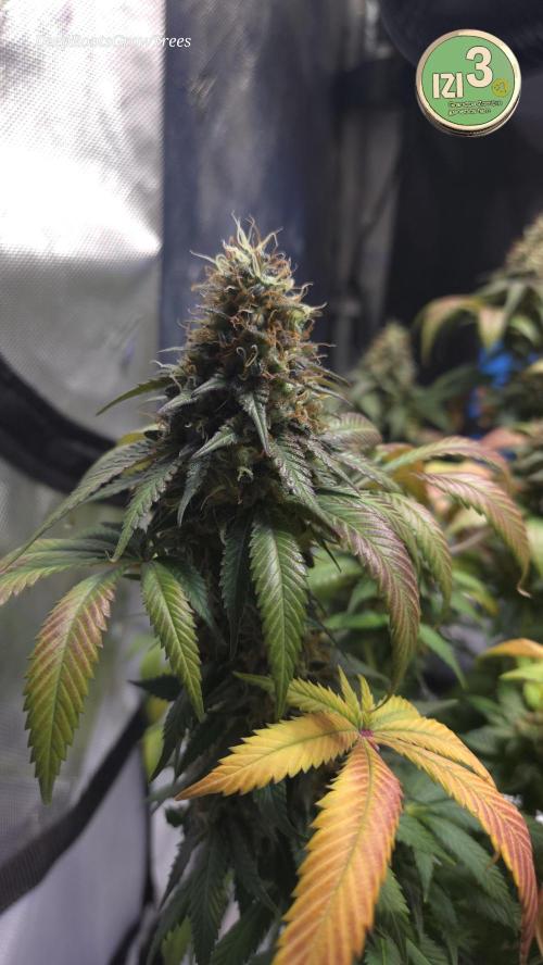 Grandpa Zombie 🧟‍♂️. Week 14