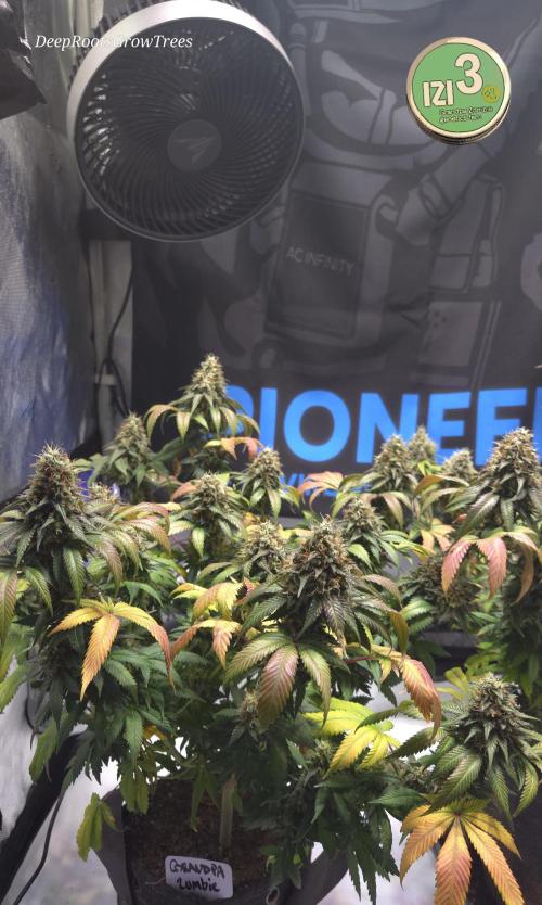 Grandpa Zombie 🧟‍♂️. Week 14