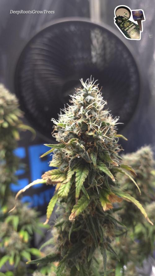 STICKY BROCCOLI 🥦 PLAGRON. Week 14