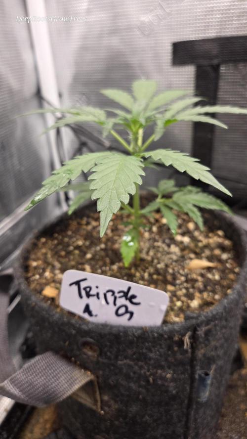 TRIPLE G AUTO. Week 3
