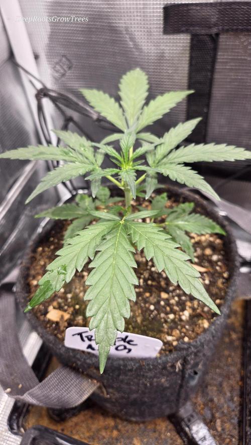 TRIPLE G AUTO. Week 3