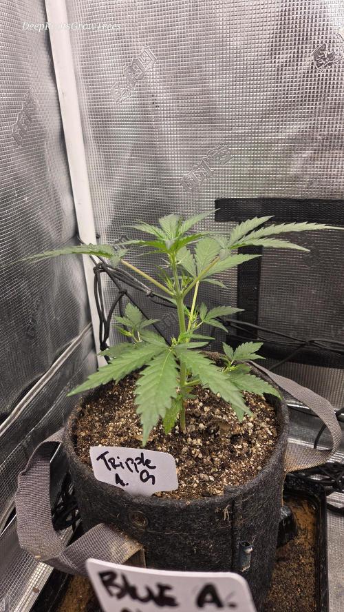 TRIPLE G AUTO. Week 3