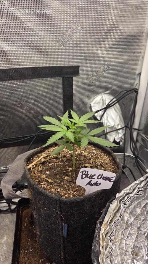 BLUE CHEESE 🧀 AUTO. Week 3
