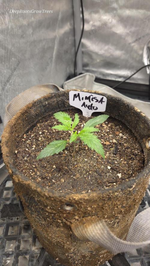 MIMOSA  AUTO. Week 2