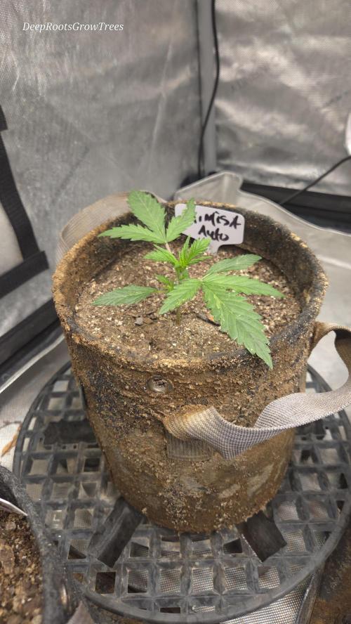 MIMOSA  AUTO. Week 2