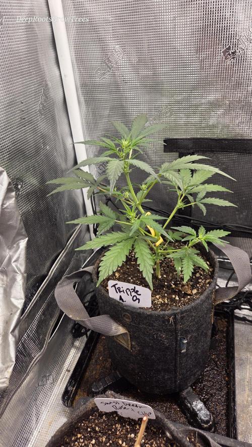 TRIPLE G AUTO. Week 4