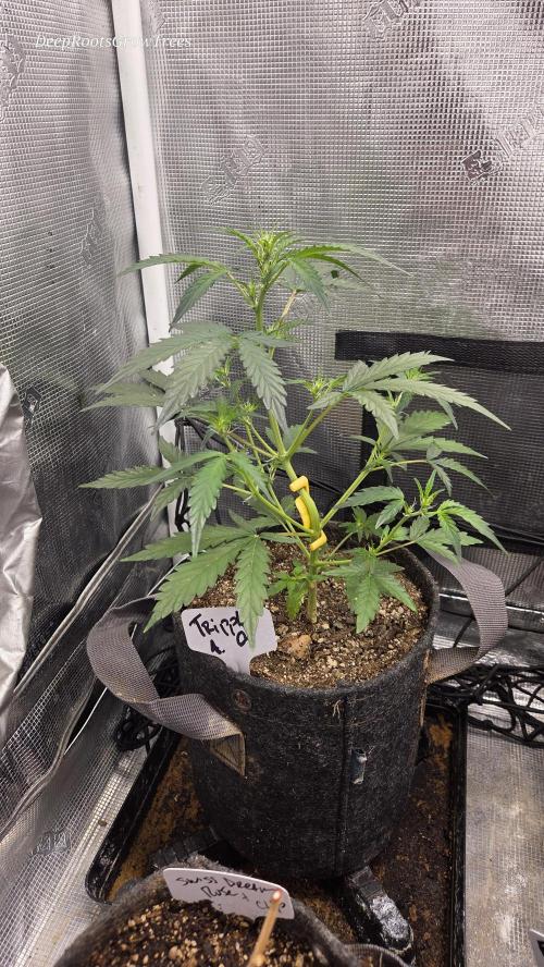 TRIPLE G AUTO. Week 4