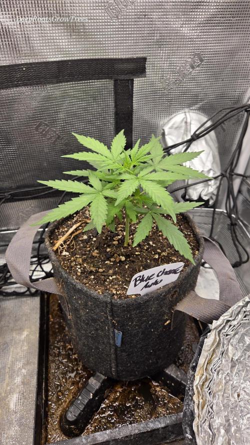 BLUE CHEESE 🧀 AUTO. Week 4
