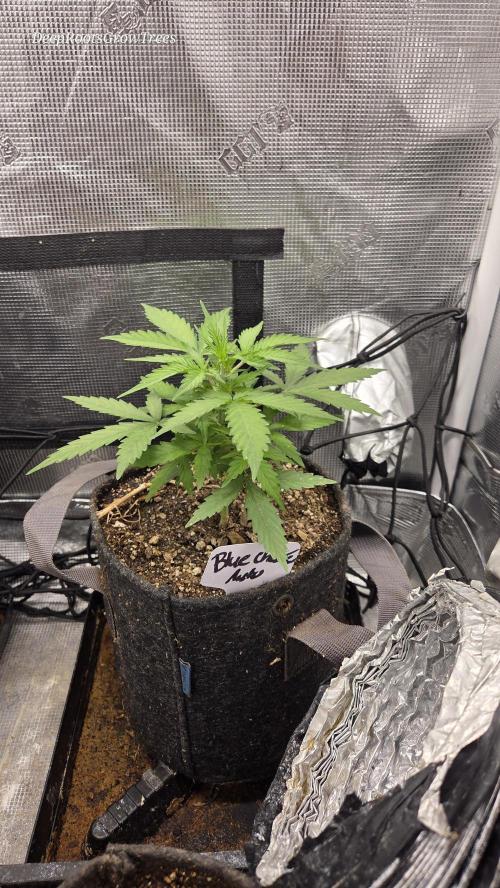 BLUE CHEESE 🧀 AUTO. Week 4