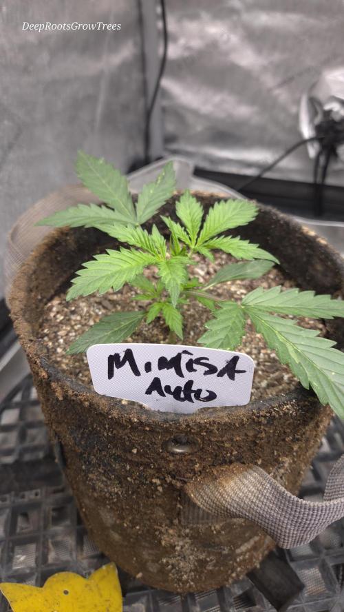 MIMOSA  AUTO. Week 3