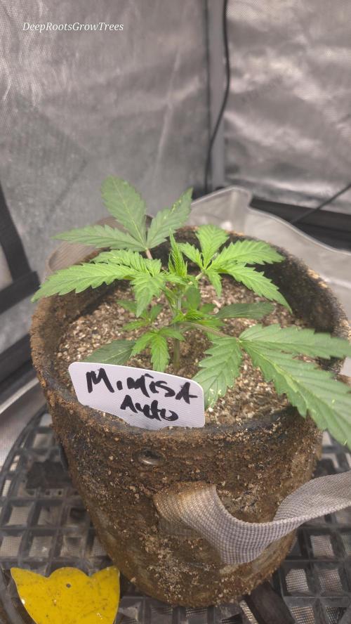 MIMOSA  AUTO. Week 3