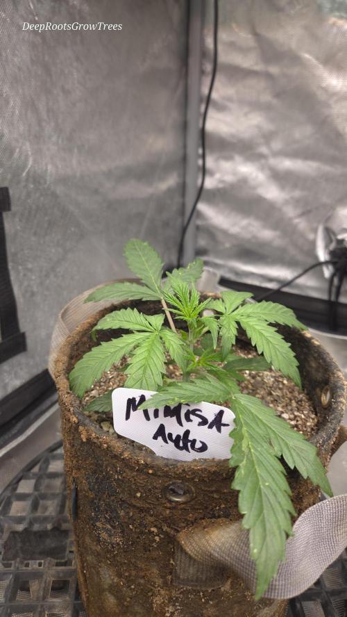 MIMOSA  AUTO. Week 3