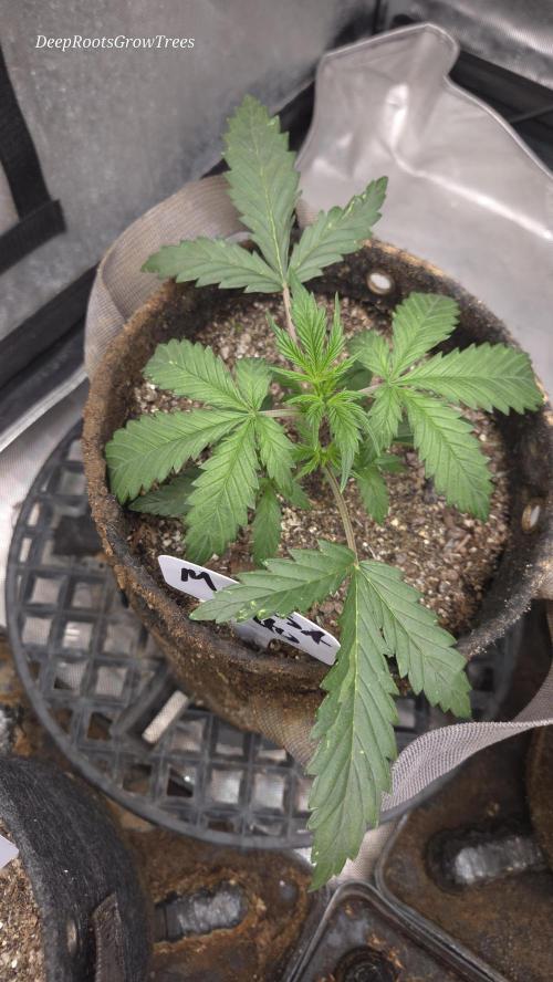 MIMOSA  AUTO. Week 3