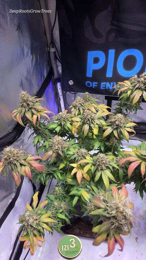 Grandpa Zombie 🧟‍♂️. Week 15