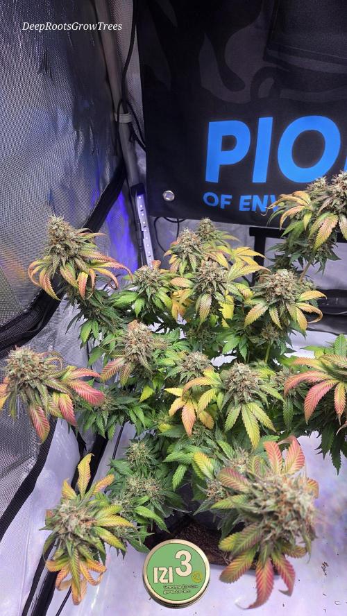 Grandpa Zombie 🧟‍♂️. Week 15
