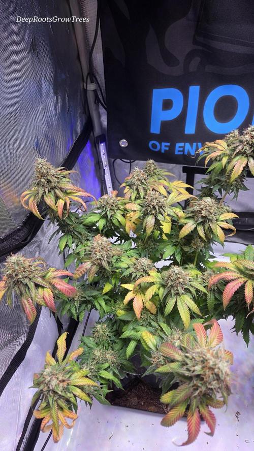 Grandpa Zombie 🧟‍♂️. Week 15