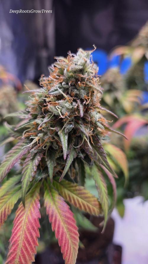 Grandpa Zombie 🧟‍♂️. Week 15