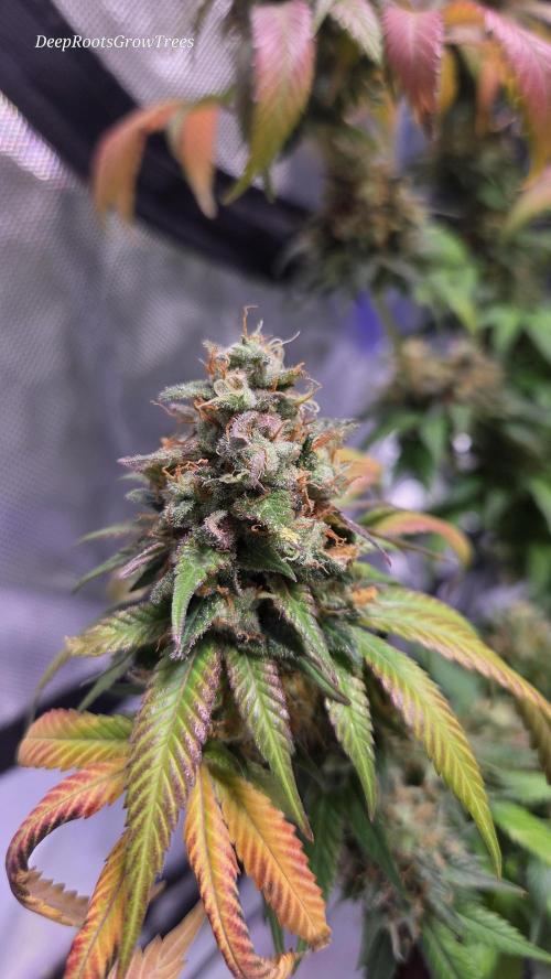 Grandpa Zombie 🧟‍♂️. Week 15