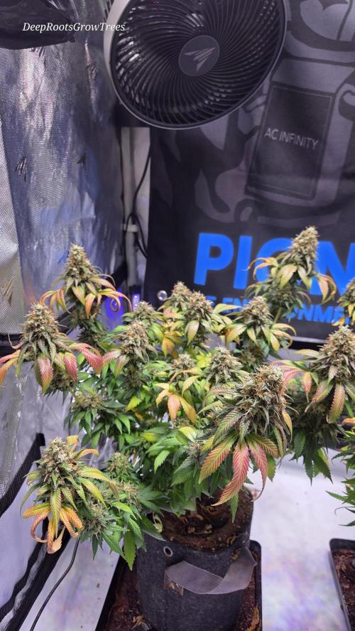 Grandpa Zombie 🧟‍♂️. Week 15