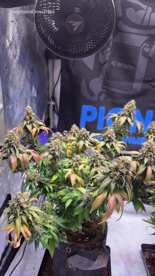 Grandpa Zombie 🧟‍♂️. Week 15