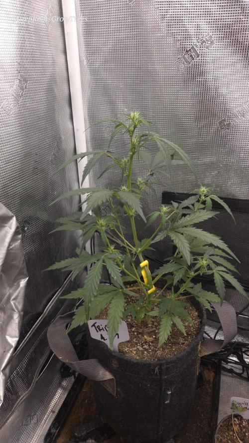 TRIPLE G AUTO. Week 5