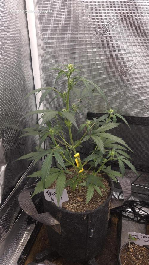 TRIPLE G AUTO. Week 5