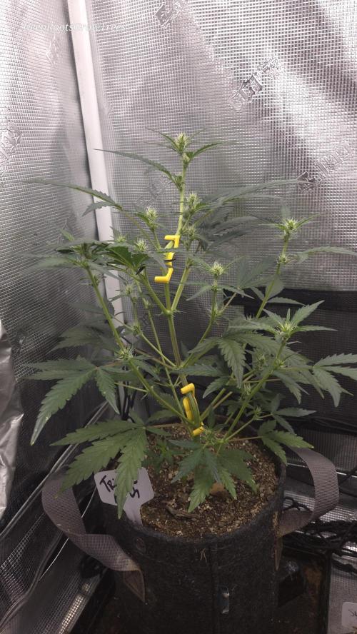 TRIPLE G AUTO. Week 5