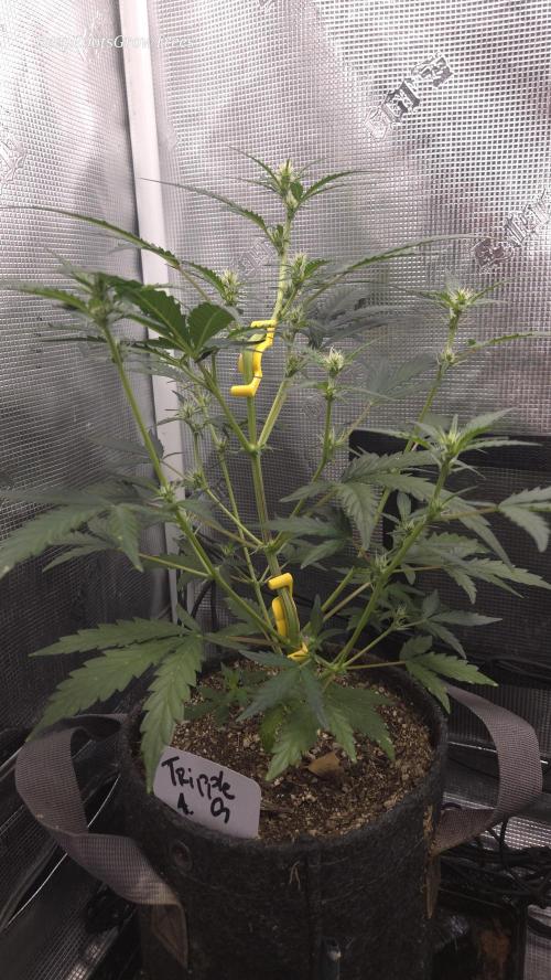 TRIPLE G AUTO. Week 5