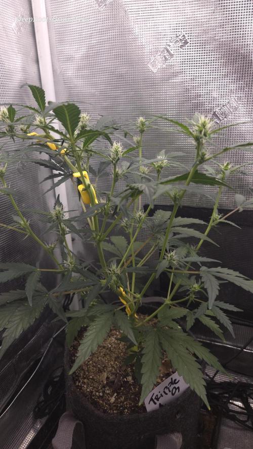 TRIPLE G AUTO. Week 5