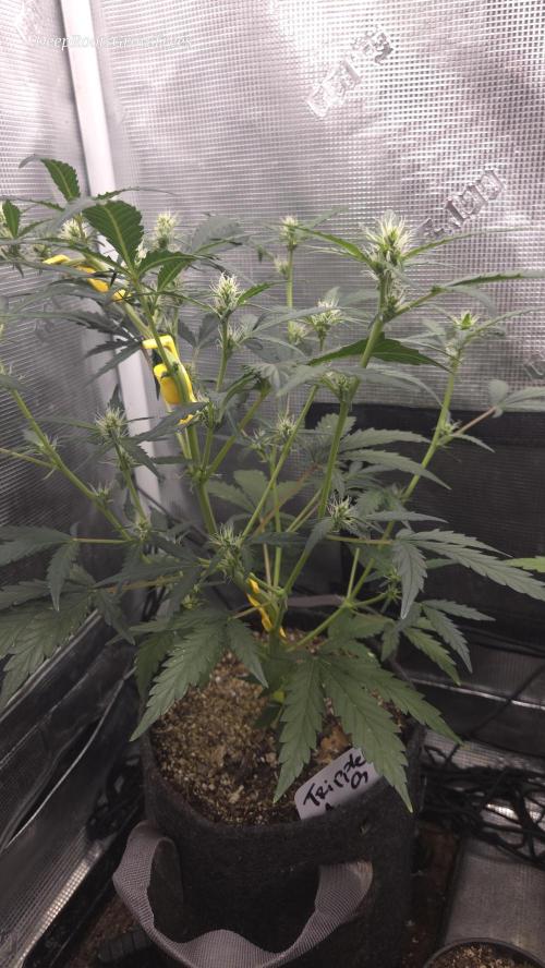 TRIPLE G AUTO. Week 5