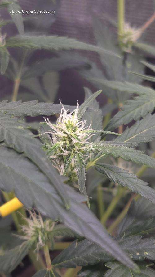 TRIPLE G AUTO. Week 5
