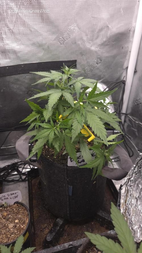 BLUE CHEESE 🧀 AUTO. Week 5